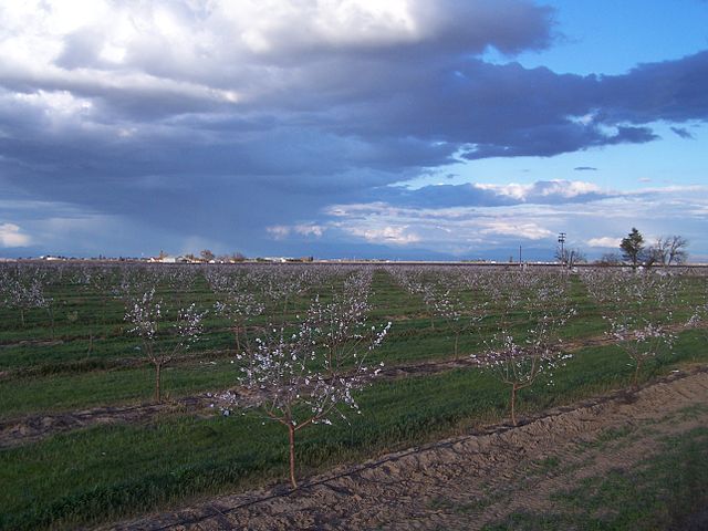 File:AlmondFarm.jpg