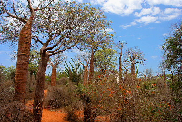 File:Spiny Forest Ifaty Madagascar.jpg
