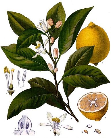 File:Citrus x limon - K&ouml;hler&ndash;s Medizinal-Pflanzen-041.jpg