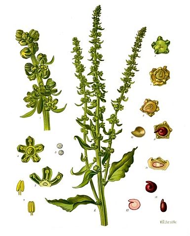 File:Beta vulgaris - K&ouml;hler&ndash;s Medizinal-Pflanzen-167.jpg