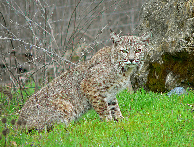 File:Bobcat2.jpg