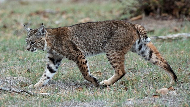 File:Calero Creek Trail Bobcat.jpg