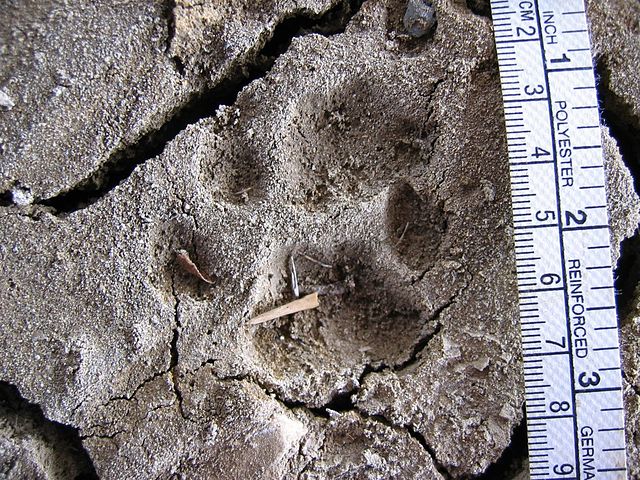 File:Bobcat tracks in mud.jpg