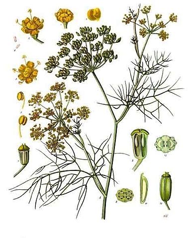 File:Foeniculum vulgare - K&ouml;hler&ndash;s Medizinal-Pflanzen-148.jpg