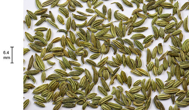 File:Fennel-seeds.jpg