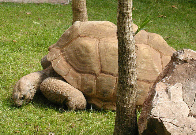 File:Tortoise.aldabra.750pix.jpg