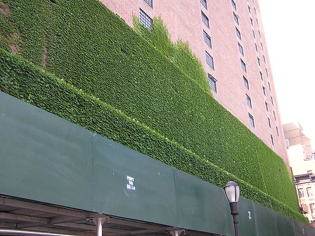File:Ivy Cover.JPG