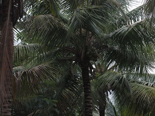 File:Coconut tree.jpg