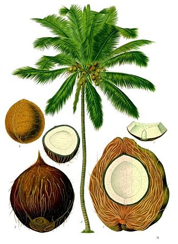 File:Cocos nucifera - K&ouml;hler&ndash;s Medizinal-Pflanzen-187.jpg