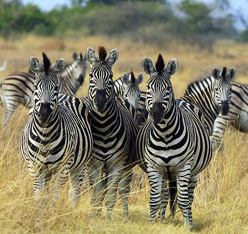 File:Zebra Botswana edit02.jpg