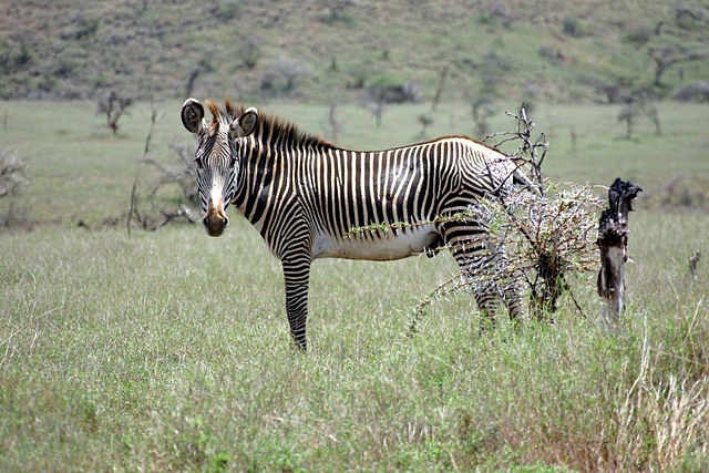 File:Equus grevyi in Kenya (male).jpg