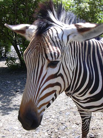 File:Zoo UL, Hartmann's mountain zebra.jpg