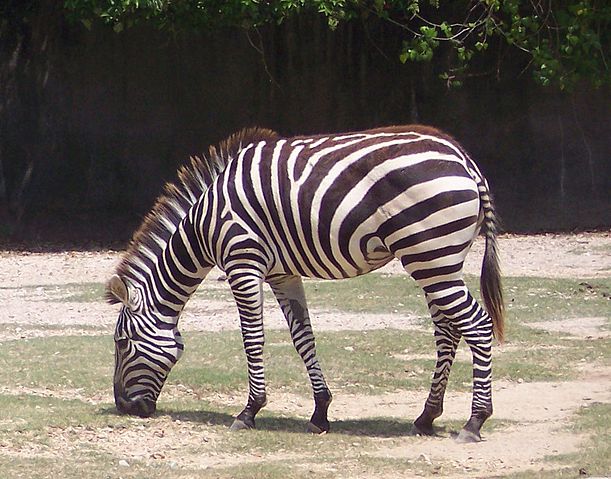 File:Zebra eating.JPG