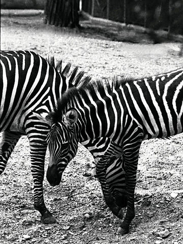 File:Zebra Dallas Zoo 1974.jpg
