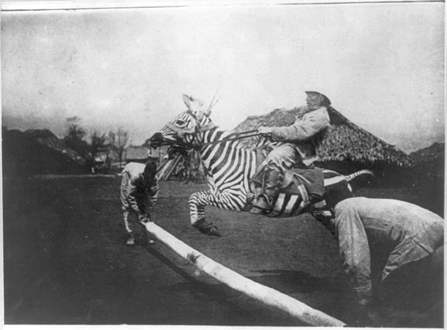 File:Zebra-tame-jumping.jpg