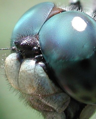 File:Dragonfly eye 3811.jpg