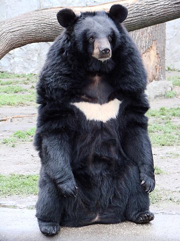 File:Ursus thibetanus 3 (Wroclaw zoo).JPG