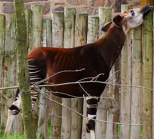 File:Okapi at Chester Zoo 2.jpg