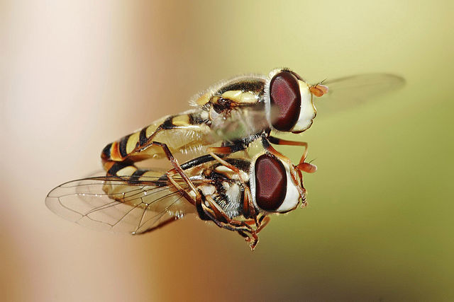 File:Hoverflies mating midair.jpg