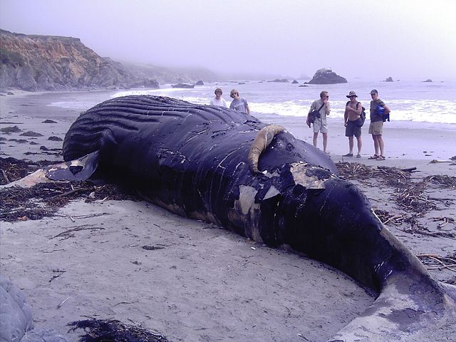 File:DeadHumpback.jpg