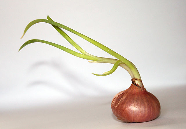 File:Onion whitebackground.jpg