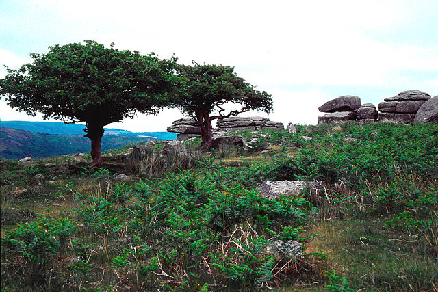 File:Dartmoor a.jpg