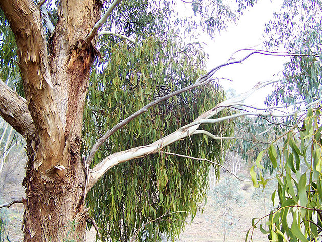 File:Mistletoe on tree.jpg