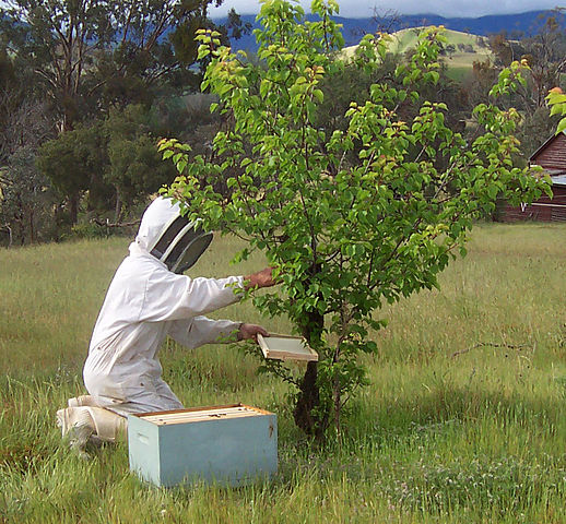 File:Beekeper collecting swarm.jpg