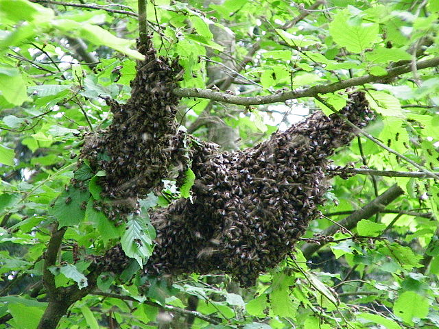 File:Essaim d'abeilles pos&eacute;.JPG