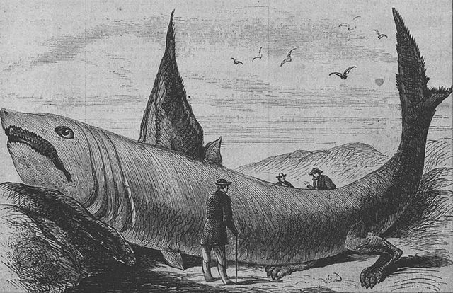 File:Basking shark Harper's Weekly October 24, 1868.jpg