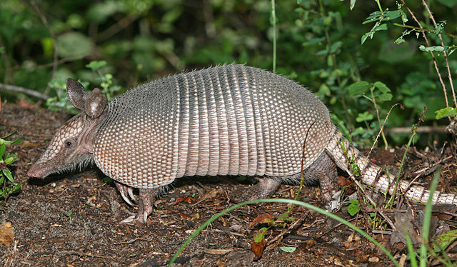File:Nine-banded Armadillo.jpg