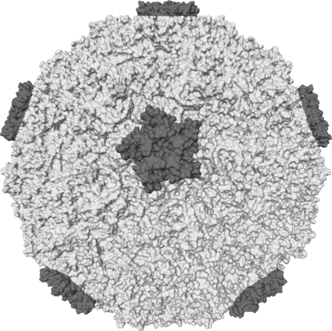 File:Rhinovirus.PNG