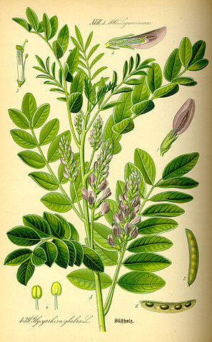 File:Illustration Glycyrrhiza glabra0.jpg