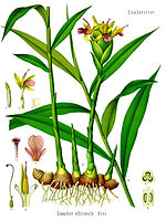 Zingiber officinale - K&ouml;hler&ndash;s Medizinal-Pflanzen-146.jpg
