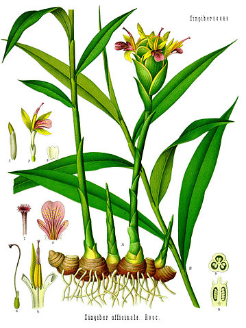 File:Zingiber officinale - K&ouml;hler&ndash;s Medizinal-Pflanzen-146.jpg