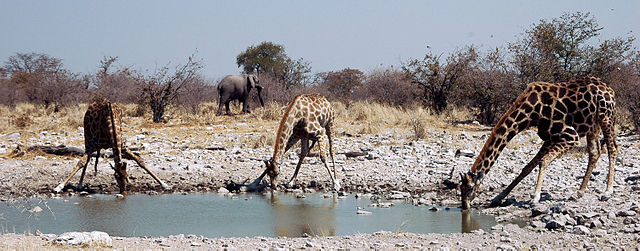 File:Namibie Etosha Girafe 01.jpg
