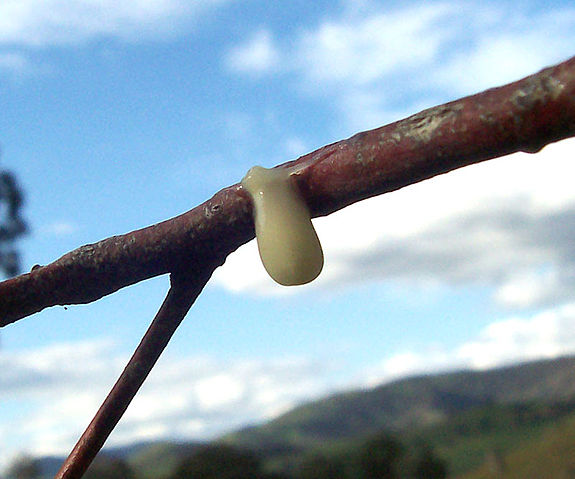 File:Mistletoe seed on twig.jpg