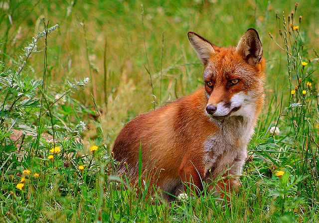 File:R&oslash;d r&aelig;v (Vulpes vulpes).jpg