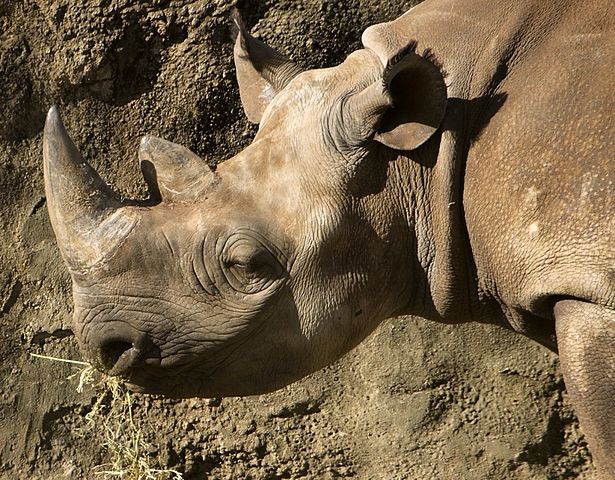 File:Black rhino.jpg