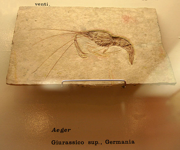 File:9150 - Milano - Museo storia naturale - Aeger - Foto Giovanni Dall'Orto 22-Apr-2007.jpg