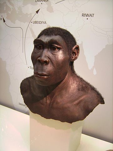 File:Homo erectus.JPG