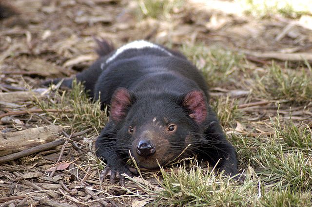 File:Tasmanian Devil resting.jpg