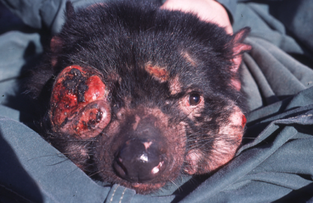 File:Tasmanian Devil Facial Tumour Disease.png