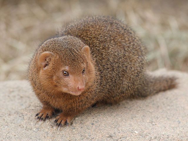 File:Dwarf mongoose Korkeasaari zoo.jpg