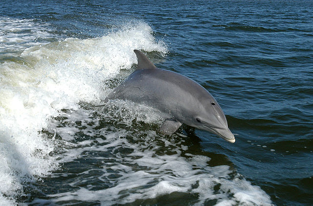 File:Bottlenose Dolphin KSC04pd0178.jpg