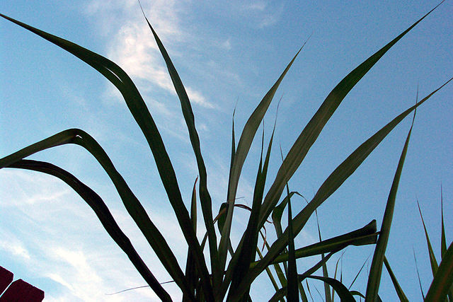 File:Sugar cane leaves.jpg