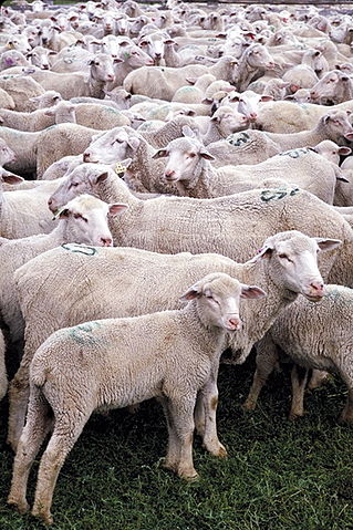 File:USDA sheep.jpg