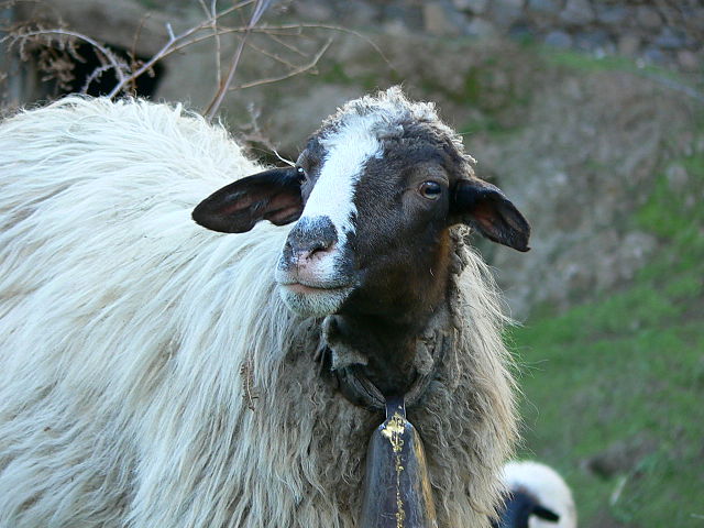 File:Canary Islands sheep.jpg
