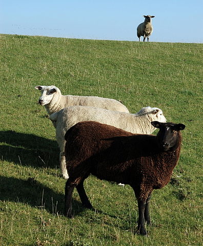 File:Nordstrand, sheep 0005.JPG