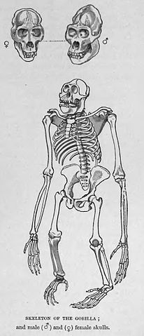 File:GorillaSkeleton.jpg